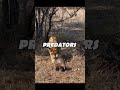Pangolin Fight Off A Lion Apexpredator Lion Attack Prey Pangolin Wildlife Survival Defence
