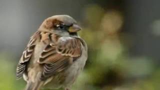 His eye is on the sparrow