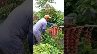 Download lagu Extreme way to harvest coffee mp3 Download lagu Extreme way to harvest coffee mp3