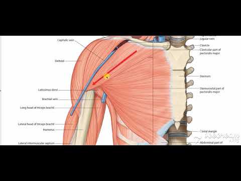 Pectoralis major 2
