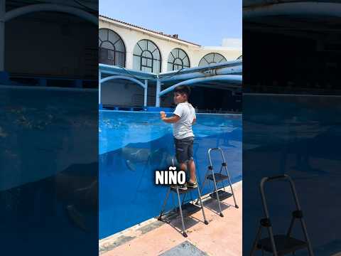 Este dulce beso del delfín dejo a todos asombrados  🐬❤️