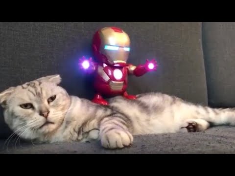 מפגש מצחיק בין בובת "איירון מן" לחתול שנמאס לו...