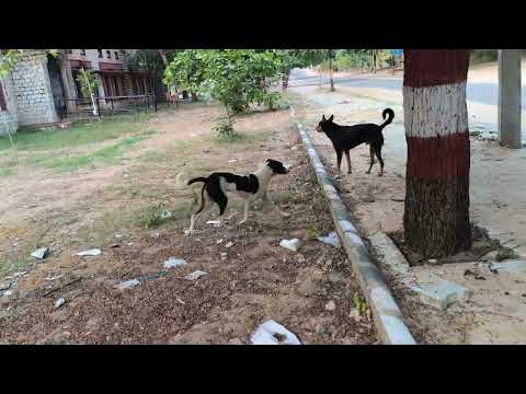 Attacked by a Street dog #viral #nature # naveen naiwal vlogs #21-10-2025