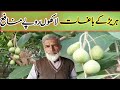 Hareer Cultivation In Fields Pakistan Grow Of Hareer Plant How To Grow Murad Ali Rehmani