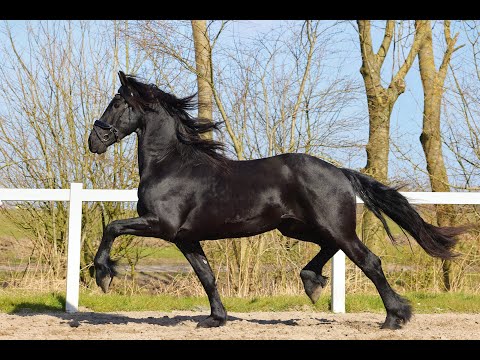 Stal Okkema's Jort - Tymen x Beart - Stallion - 2019 - 1.63m