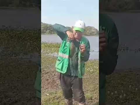 muy buena pesca en Magdalena Beni Bolivia #viral #fishing #pescasub #pesca