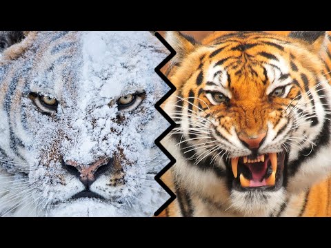 SIBERIAN TIGER VS BENGAL TIGER - Who Would Win?