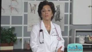 Socializing your puppy can make him a better pet