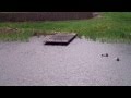 Ducks On A Pond 