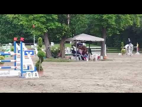 Holsteiner mare, 2013, Uriko x Quirado