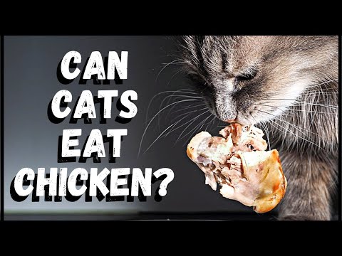 Can Cats Eat Chicken?