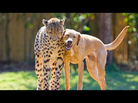 10 Unbelievable Unlikely Animal Friendships