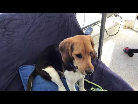 Genaro reacciona a ladridos de otros perros