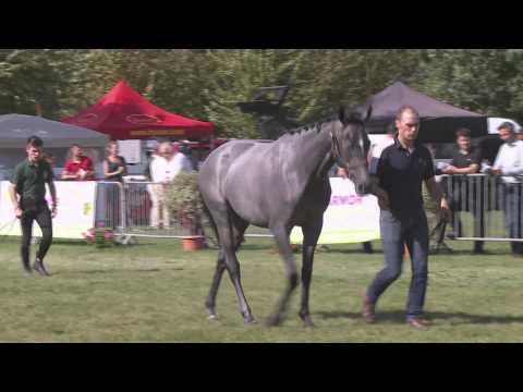 Lot 56 - F12 - CLARA KERGADOR par LORD DU SUD et JUST IN