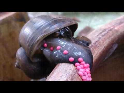 Apple snail laying eggs