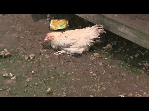 Woman arrives to farm to find slaughtered animals throughout property