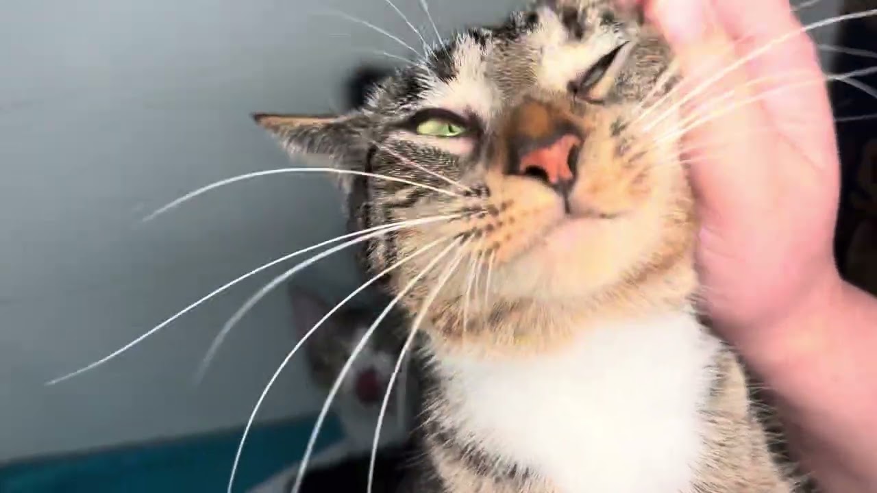 Enlarge Dottie, an adopted mixed breed in Newtown, CT video 2/6