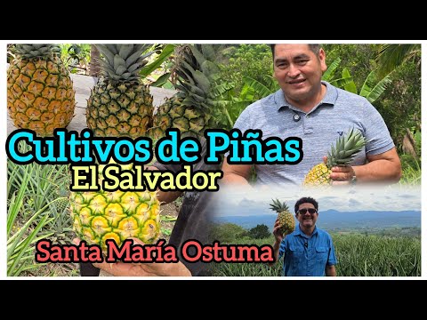 Cultivos De Piñas En El Salvador, Super Deliciosas, Santa María Ostuma  2026.