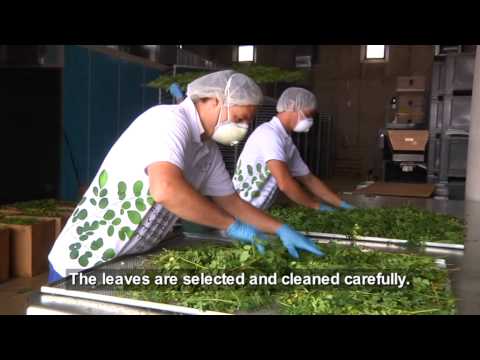 Moringa oleifera from the MoringaGarten Tenerife - Infofilm English