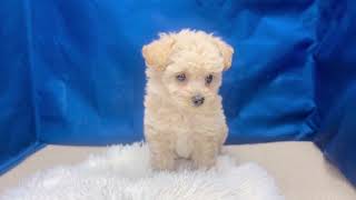 ハーフ犬の動画02