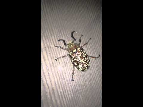 コガネムシは何を食べるのですか？彼らはあなたの庭への脅威ですか？  庭園