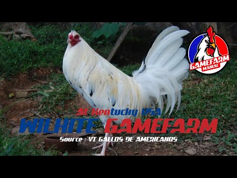 Wilhite Gamefarm at Kentucky USA