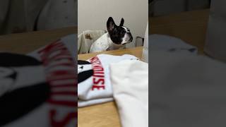 食べ物だと思って勘違いしたフレブルが不満そう😂