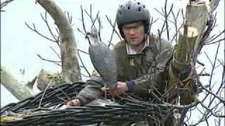 preview picture of video 'RTPA- Colocación de nido artificial de águila pescadora en San Esteban de Pravia'