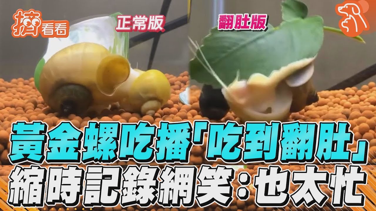 影音/黃金螺吃播「吃到翻肚」 縮時記錄網笑:也太忙
