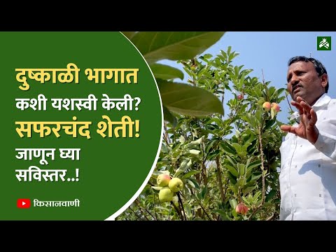 महाराष्ट्रात सफरचंद शेतीचा यशस्वी प्रयोग! 