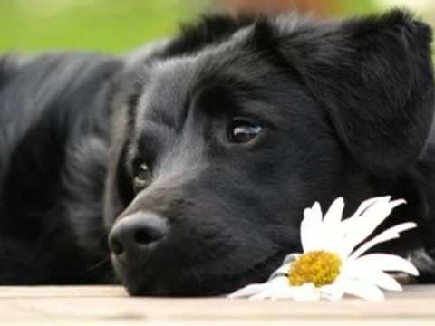 Pétula CLARK ♥♥ ♫ Le petit chien noir ♫ MelodyLovely1