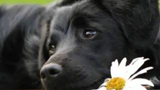 Pétula CLARK ♥♥ ♫ Le petit chien noir ♫ MelodyLovely1