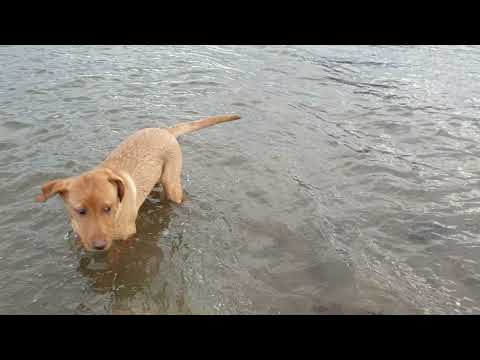 Milo - Portobello Beach on Thu, 16/12/2021