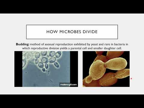 BIO 205 Chapter 9 Microbial Growth