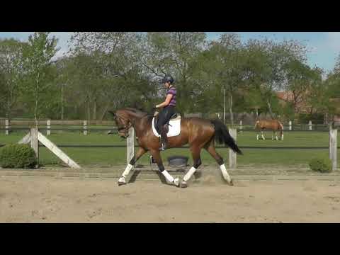 4j. Stute von FINEST X BREITLING