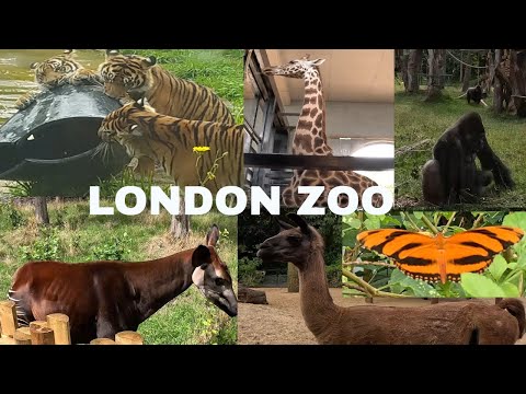 London Zoo | London Zoo Walking Tour | England 4K 60fps