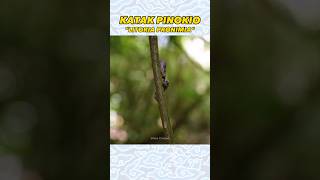 Download lagu Pinocchio frog from Papua🤔😲 #frog #trending #shorts #dhikacirebon mp3