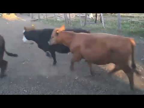 Concepción del Uruguay (Entre Rios): Terneros/as 200 kg