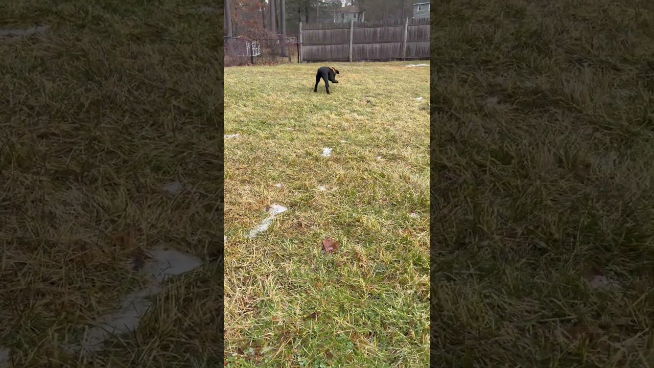 Ivan Igloo, an adopted mixed breed in Andover, MA video 6/6