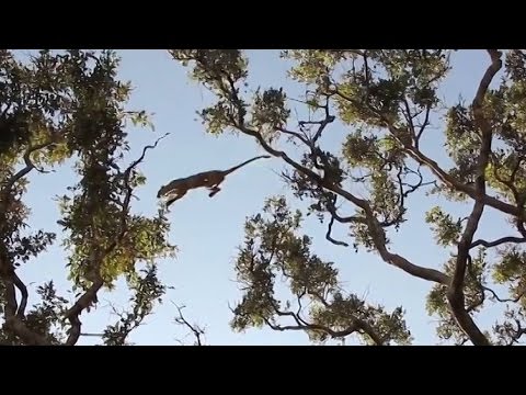 Leopard killed a monkey in a tree. Leopard attacks a monkey.