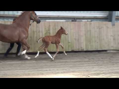 Hengstfohlen 2022 Donier x Ibiza