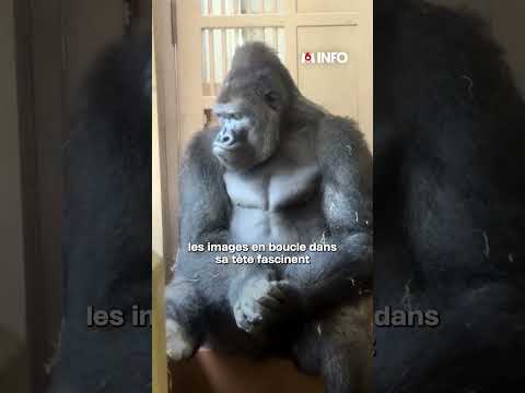 Un gorille aux mimiques humaines fascine les internautes