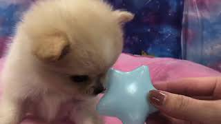 ハーフ犬の動画01