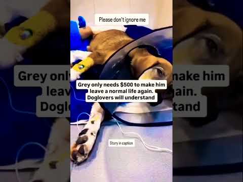 For any help consider donating link in bio to save a stray life in Los Angeles#usashorts#savemoney