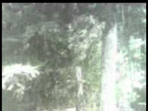 from the woods - a short film.wmv