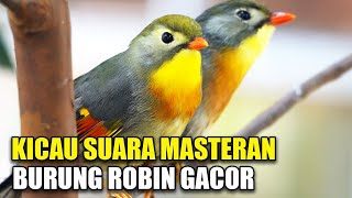 Download lagu KICAU SUARA MASTERAN BURUNG ROBIN GACOR FULL VARIASI DI KANDANG AVIARY SEDERHANA mp3