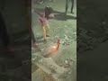 Deepavali Vanthathe