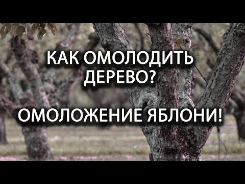 Как омолодить плодовое дерево