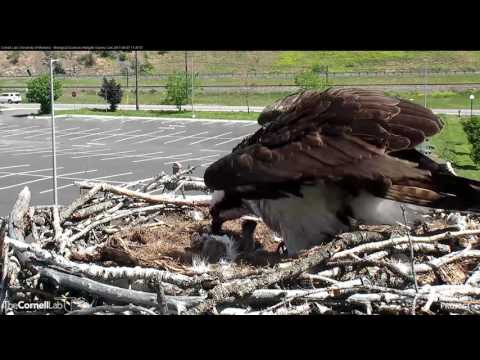 Egg #3 Hatches on Hellgate Osprey Cam! – June 7, 2017