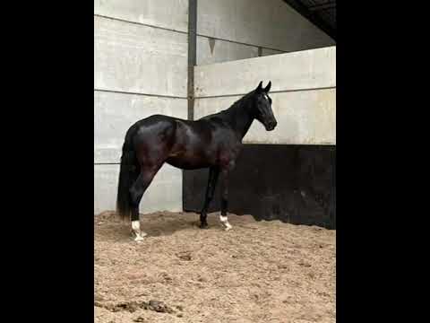 Noxin Fashion:NIXON VAN 'T MEULENHOF x FOR FASHION